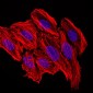 CCL2 Antibody